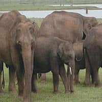 Nagarahole Elephant